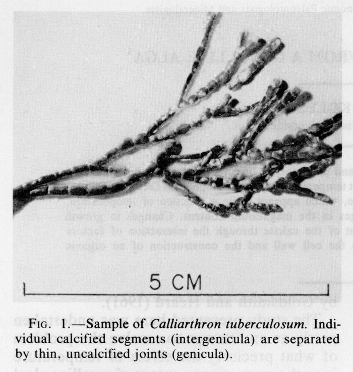 Calcification In Soil. Individual calcified segments
